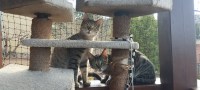 Gordi und Chiqui (5)
